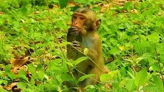 So Adorable Baby Monkey |  Baby Monkey2024