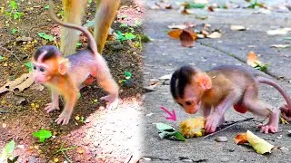 Oh why?...baby monkey SABA be careful with food but he doesn&rsquo;t care and want to plays with human.