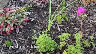 Campanula, Dalmatian Bellflower (Star of Bethlehem) - New Planting February 7, 2021