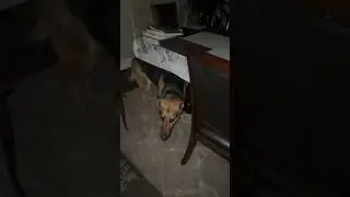Dog goes from scared to happy when you pet her #viral #dog #adorabledog #shorts #germanshepherd