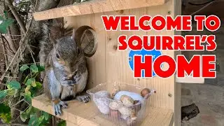 10 Minutes of Squirrel Bliss: Watch This Squirrel's House Close Up! | The Brave Squirrel 🐿