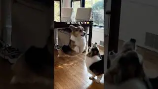 3 способа, которыми играют мои корги #собака #корги
