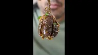 How to Make Baingan Gosht