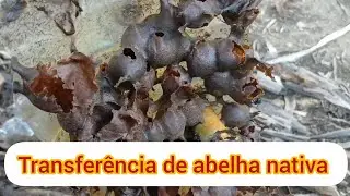 Transfer&ecirc;ncia de abelha benjoi