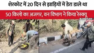 शेरकोट में 20 दिन से झाड़ियों में डेरा डाले था 50 किलो का अजगर, वन विभाग ने किया रेस्क्यू