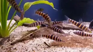 Synaptolaemus latofasciatus (wild) bij Aquarium Speciaalzaak Utaka