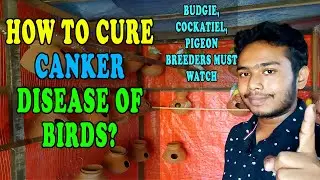 CANKER Disease of Birds Treatment | Trichomoniasis Treatment of Birds | Cockatiel | Happy Budgies
