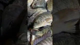 #amazing #sale Live Fish #fish #food #healthy #protein #cheap #fresh #shorts #trending #viral #wow