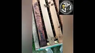 رغبة النحل في توسيع الخلية وزيادة عدد الاطارات ودور النحال في المتابعة في الوقت المناسب هو سر النجاح