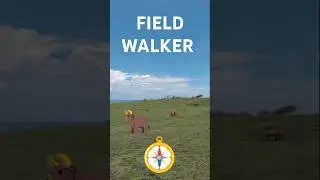 Field Walking | Enjoy the field mood. #field #travel