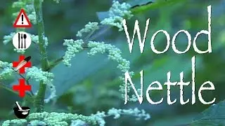 Wood Nettle: Edible, Medicinal, Cautions & Other Uses