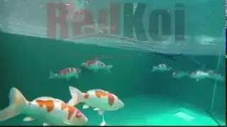 Venta Koi de Jap&oacute;n alta calidad