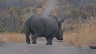 The Wildlife of Marakele National Park