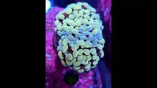 #korallen #coralreef #euphyllia #coral #hammercoral hamme