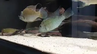 Satanoperca Leucosticta