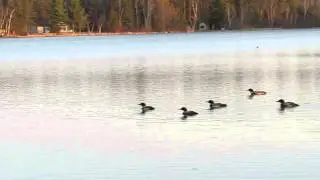 Twenty-two Loons Gather on Fifth Crow Wing Lake in Nevis, MN