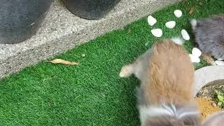 my Lionhead rabbits