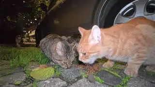 Nighttime feeding of stray cats