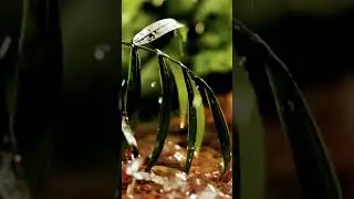 Rain Falling on a Lake | Calm and Cozy Nature ASMR