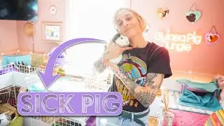 5 Guinea Pigs Had To Get A Check Up!