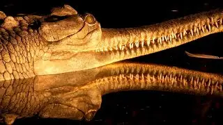 Alligator (Ghadiyal) | Natural light reflection on Alligator become Golden touch | Zoological Park