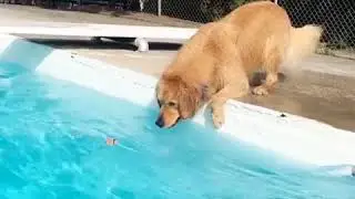 Persistent Dog Stretches in Attempt to Get Toy from Pool