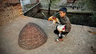 My New Hens 🐓🐓 | Dawood Sabir Vlogs