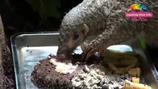 人工哺育穿山甲寶寶 全球首例「芎梧」慶周歲 Happy Birthday To 1- Year-Old Pangolin Chiung Wu