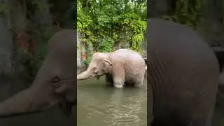Jungle Cruise Boat Ride, Magic Kingdom