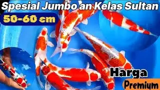Review 10-11-2025. Jumbo and Sultan Class Stock is Very Limited. Hurry, Boss, Before It Runs Out