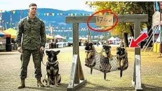 😱Un marine estadounidense y su perro compraron tres cachorros en una feria por $7 — lo que sucedió..