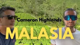 Qué ver cerca de Kuala Lumpur Cameron Highlands Malasia