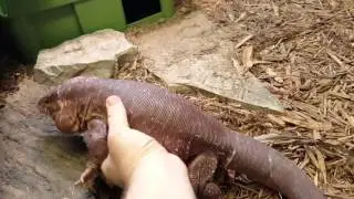 Rupert the Red Tegu