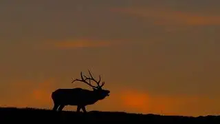 Another Elkless Day - Elk Trax - Elk Hunting Country Tunes