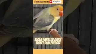 Benarkah Harga Lovebird Dun Fallow Seharga Mobil ⁉ #shorts