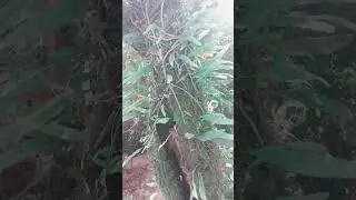 Vlog  ... passo do verdo em Santa Maria Rio Grande do Sul ❤️ 
