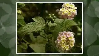 Lantana (2010)