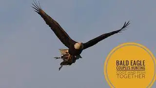 Bald Eagle Couples Hunting Coot and Fish Together🦅✨Autumn Magic at White Rock Lake
