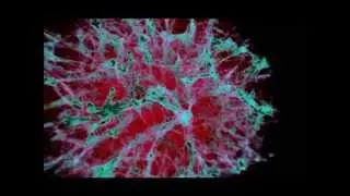 Micro-CT of the Esponge Axinella damicornis (Porifera).wmv