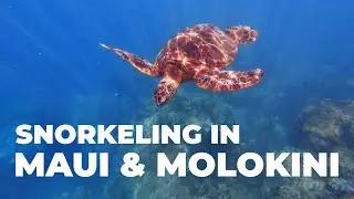 Maui & Molokini Snorkeling Experience | Hawaii