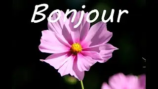 Bonjour et belle journée à toi