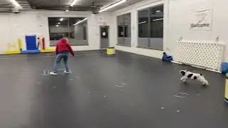 Steevee Rodeo Dog Master practice. 2/17/23