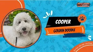 Golden Doodle 🐶🦮Off leash Dog Training / Obedience Training 🦮🐶