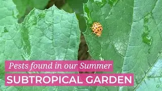 Common summer pests in our Australian Subtropical Vegetable Patch