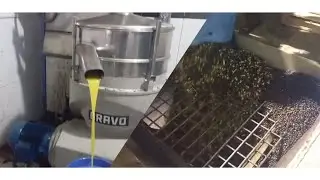 شوف مراحل عصر زيت الزيتون/🫒🫒