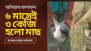 কম সময়ে বড় মাছ! ৬ মাসে বিগহেড ৩ কেজি+ ও কালিবাউশ ১ কেজি+ | রেকর্ড গ্রোথ || 