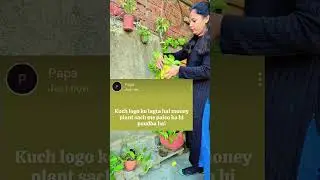 money plant sach me paiso ka paudha he #shorts