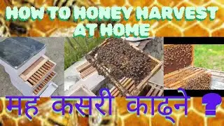 How to Honey Harvest || मह काढ्ने तरिका || Honey Harvesting || Traditional Bee Keeping in Nepal ||