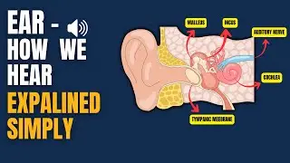 Ear &ndash; Structure and How We Hear | Full Explanation for Medical Students