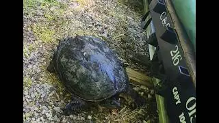 Snapping Turtle Attacks Train On The White Creek Railroad